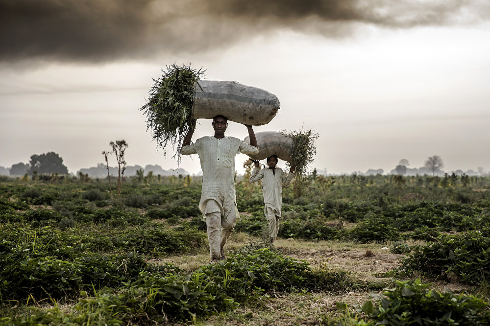 Grazing Smoke, Harvesting Fear Luis Tato
