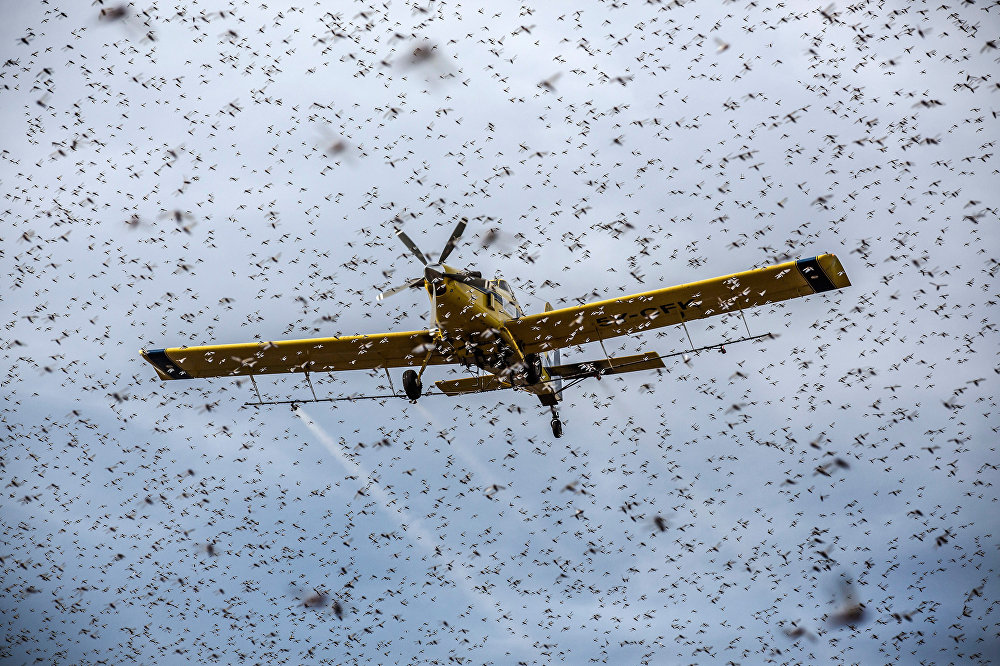 Locust invasion in East Africa