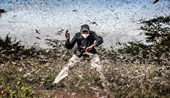 Locust invasion in East Africa
