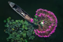 Lily flowers
