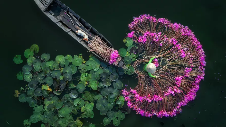 Lily flowers