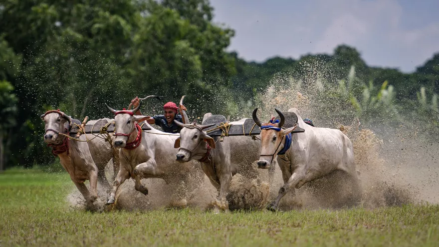 Cattle race in Rural Bengal