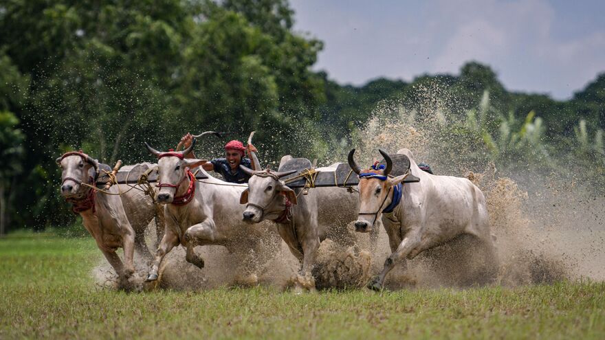 Cattle race in Rural Bengal