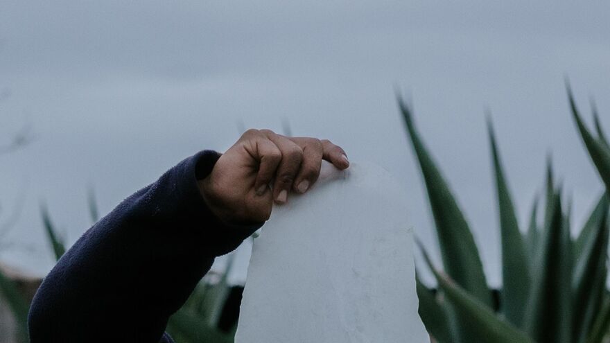 The Time of Agave