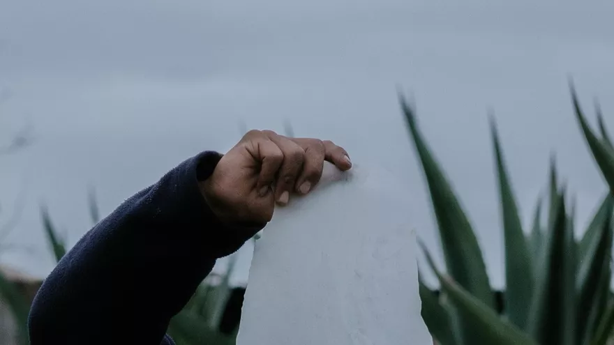 The Time of Agave