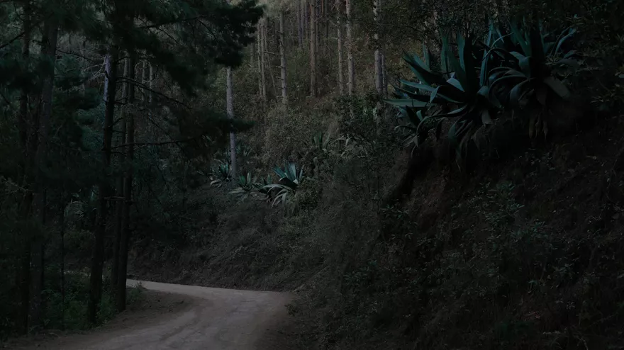 The Time of Agave