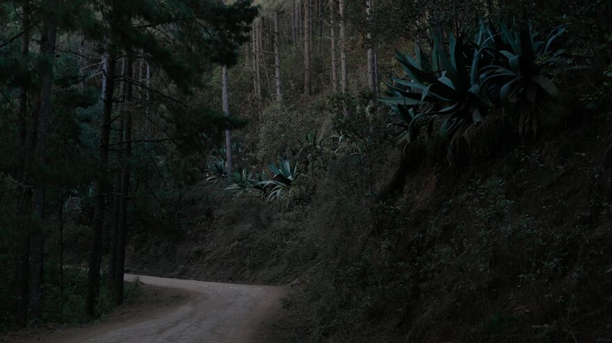 The Time of Agave