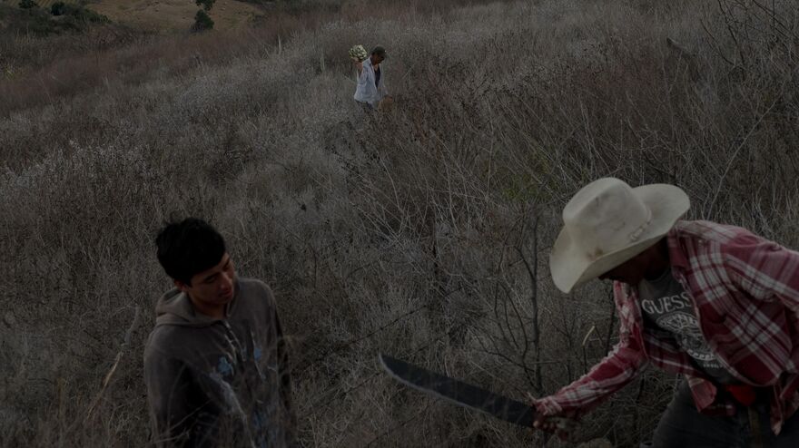 The Time of Agave