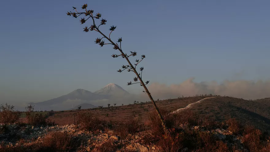 The Time of Agave
