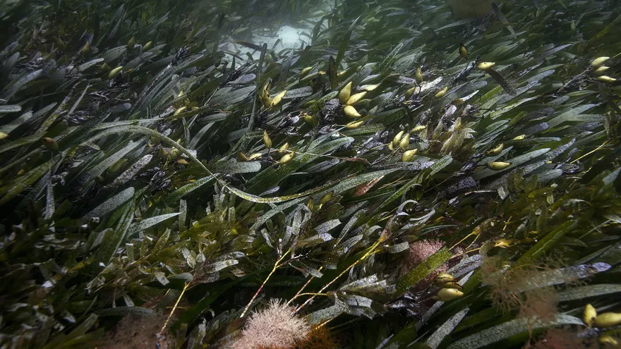 Symbiosis II