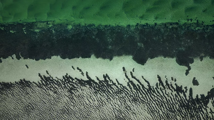 Symbiosis II