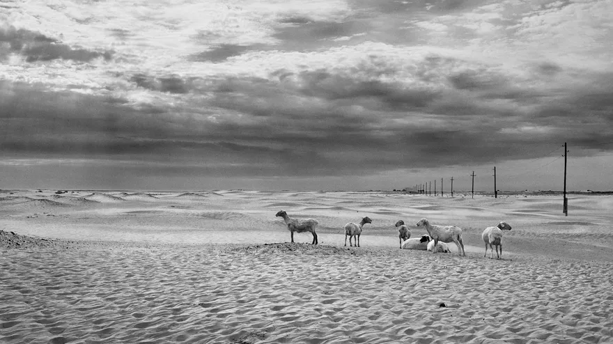 Alive: Nogai Steppe desert