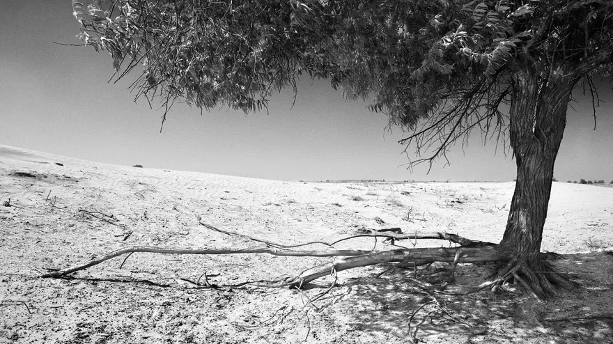 Alive: Nogai Steppe desert