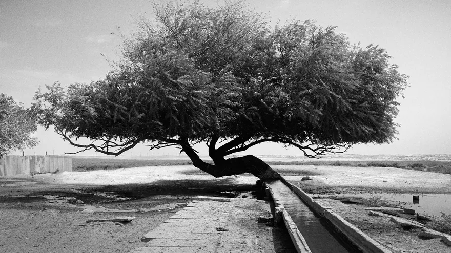 Alive: Nogai Steppe desert
