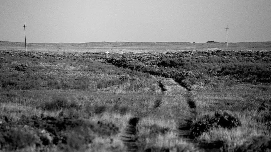 Alive: Nogai Steppe desert