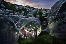 Fruit trees growing in tents
