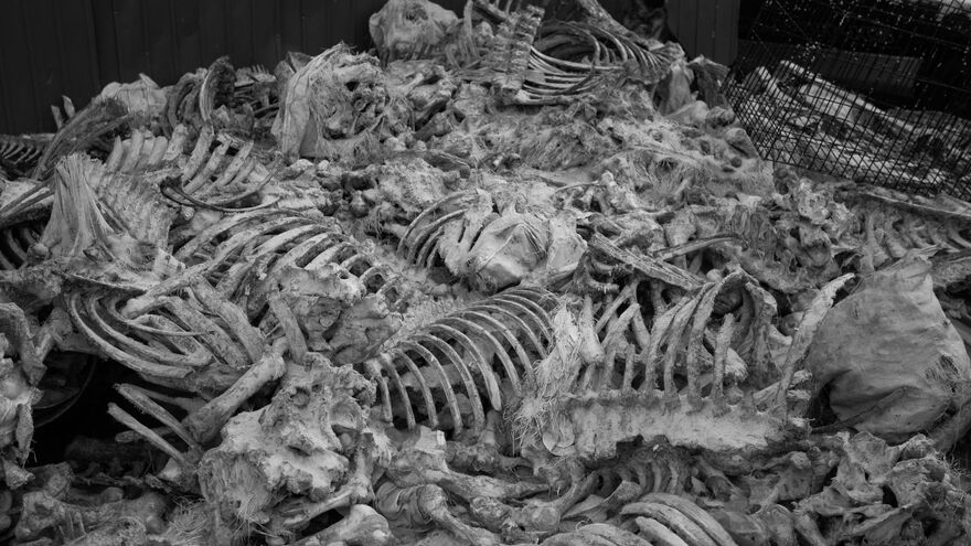 Bones