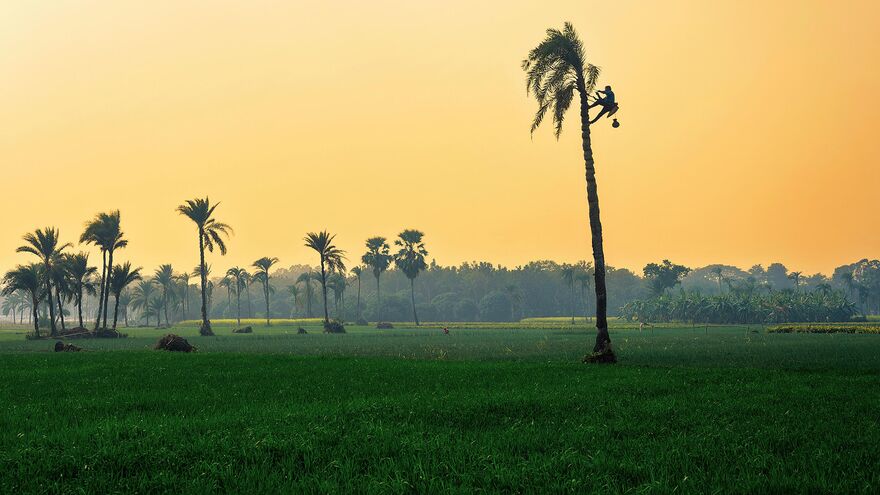 Date Palm Tapping