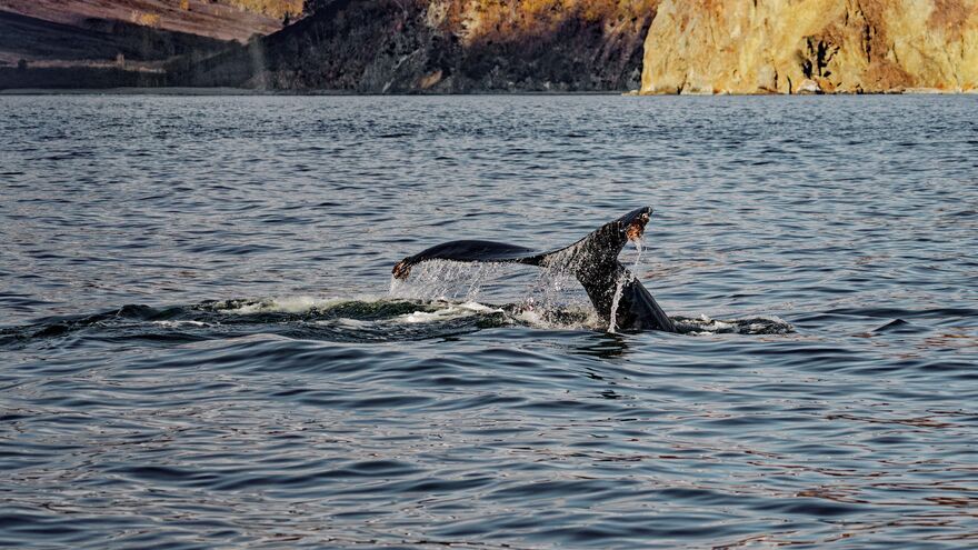 A whale