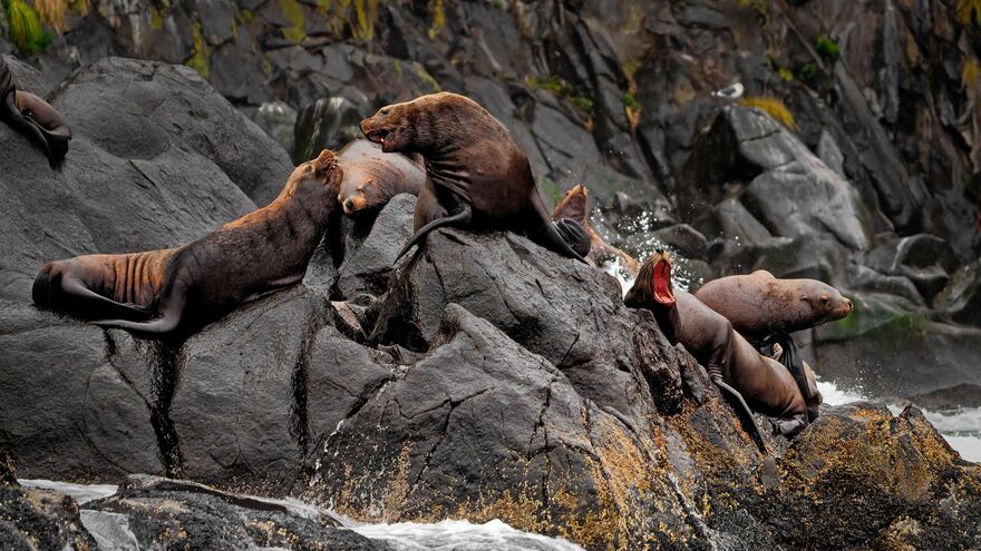 Steller sea lion rookery