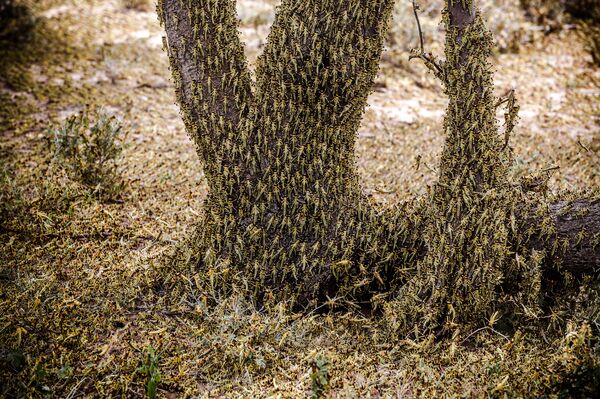 Locust invasion in East Africa