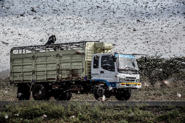 Locust invasion in East Africa