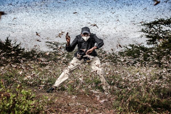 Locust invasion in East Africa