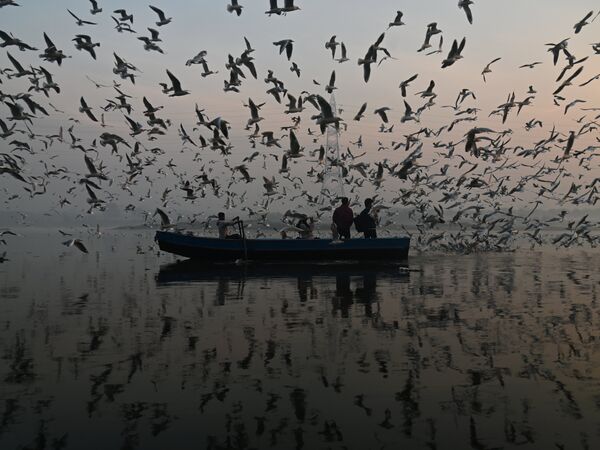 Seagulls around Yamuna River